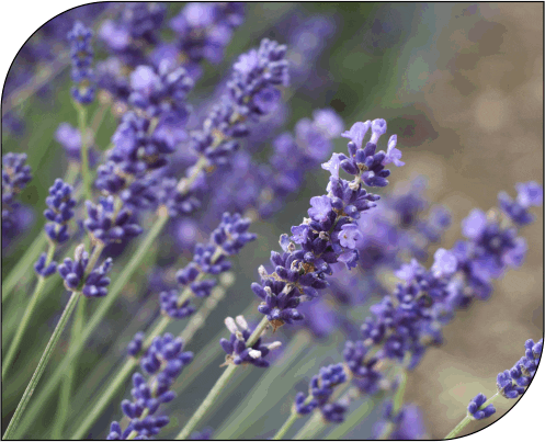 lavendel